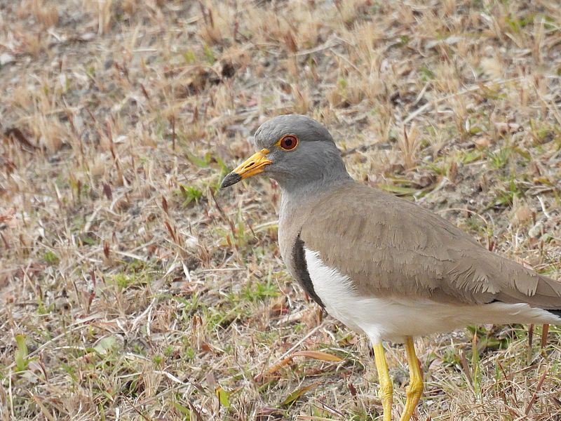 ケリーちゃんかなぁ