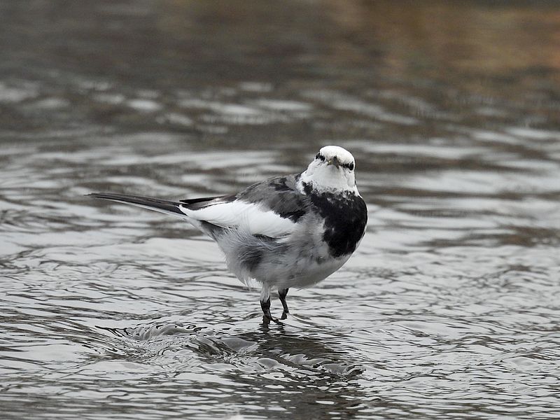 ハクセキレイちゃん