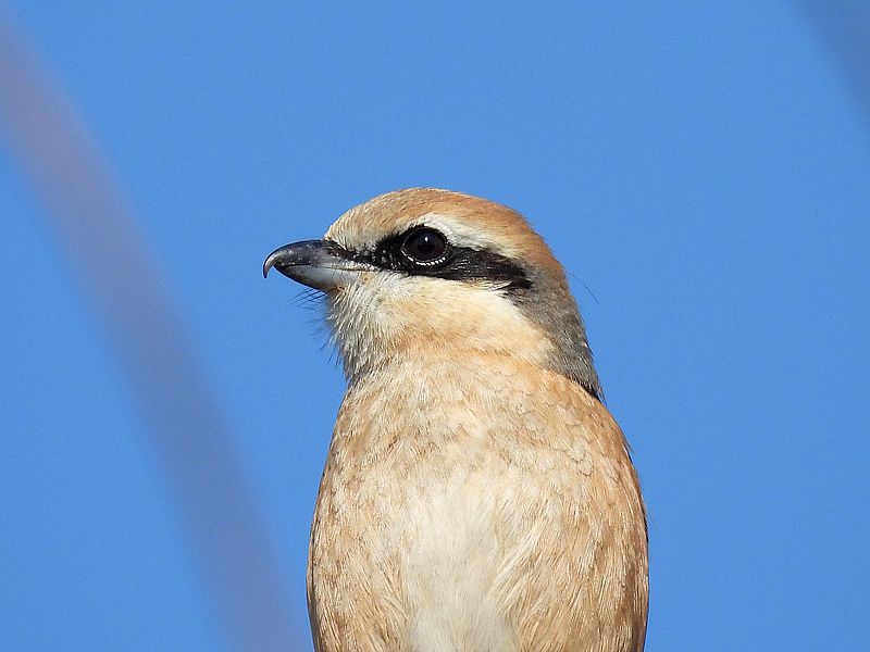 ラブリーソルジャーモズちゃん