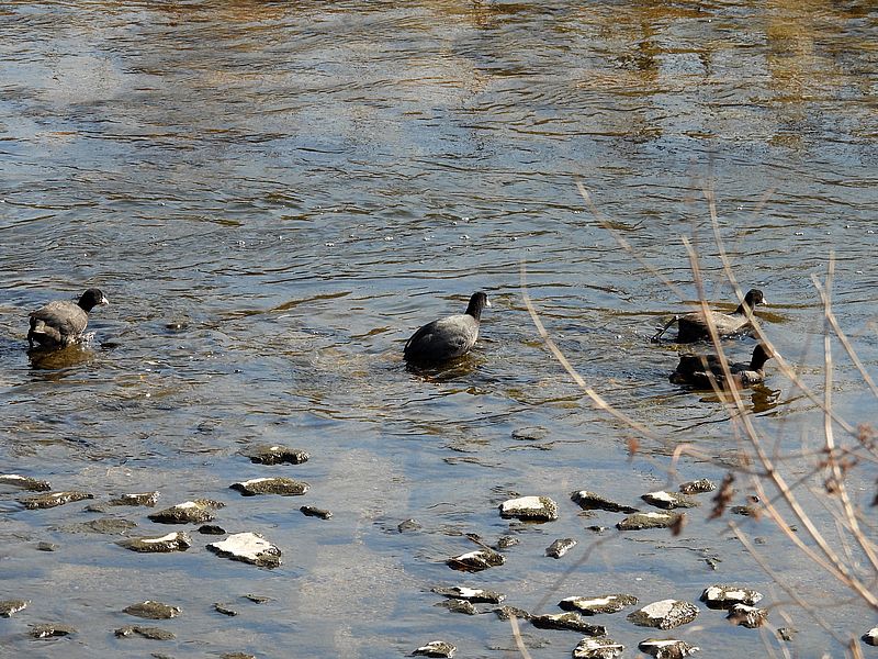 オオバンちゃん