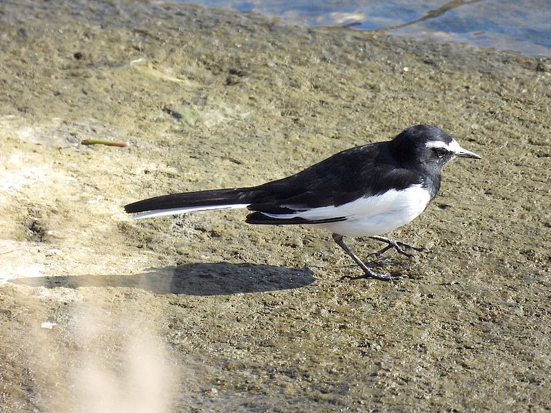 セグロセキレイちゃん