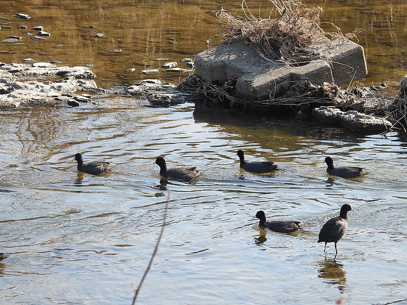 オオバンちゃん