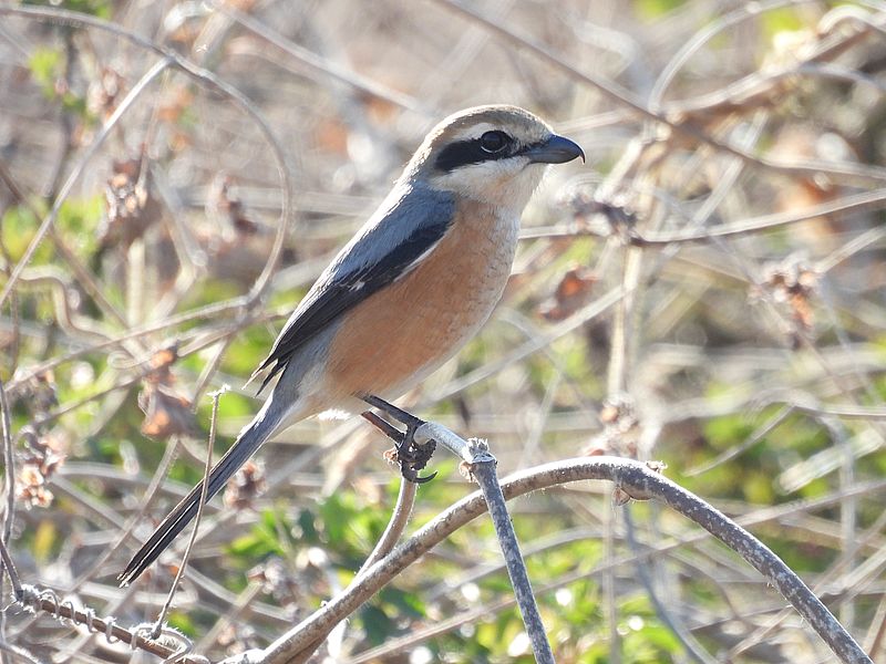 ラブリーソルジャーモズちゃん