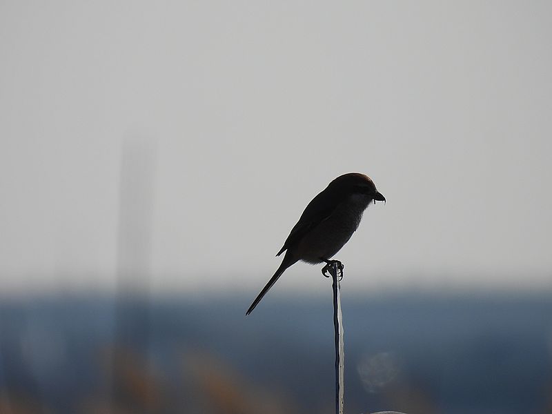 ラブリーソルジャーモズちゃん