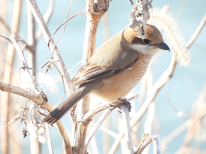 ラブリーソルジャーモズちゃん