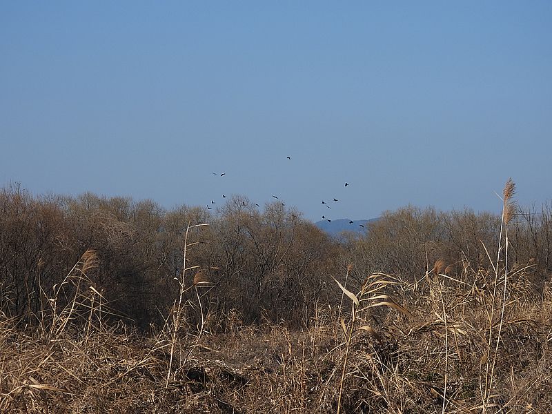 合コン中のカラヤン