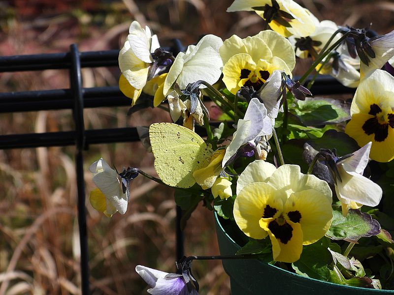 キチョウちゃん