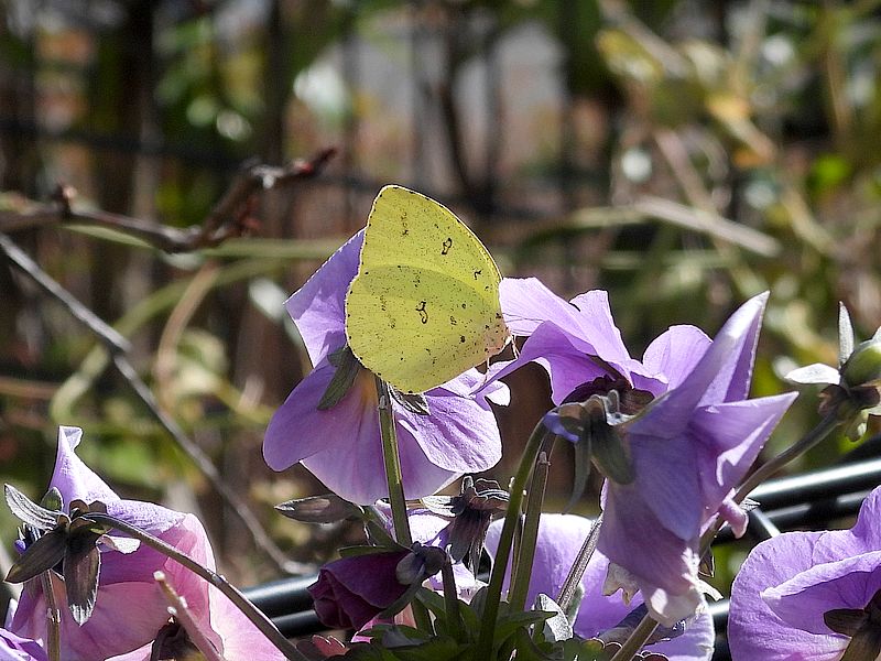 キチョウちゃん