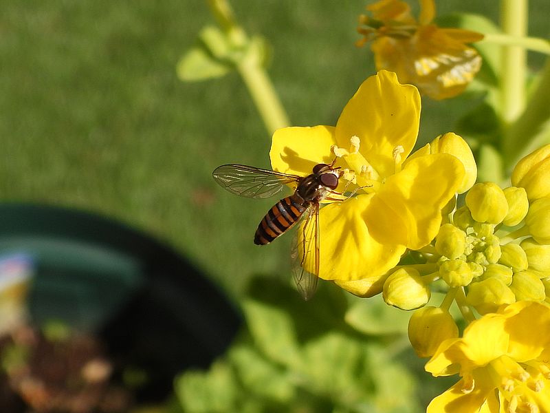ホソヒラタアブ先生