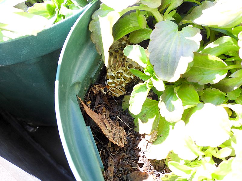 ツマグロちゃん