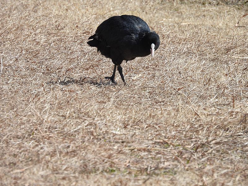 オオバンちゃん