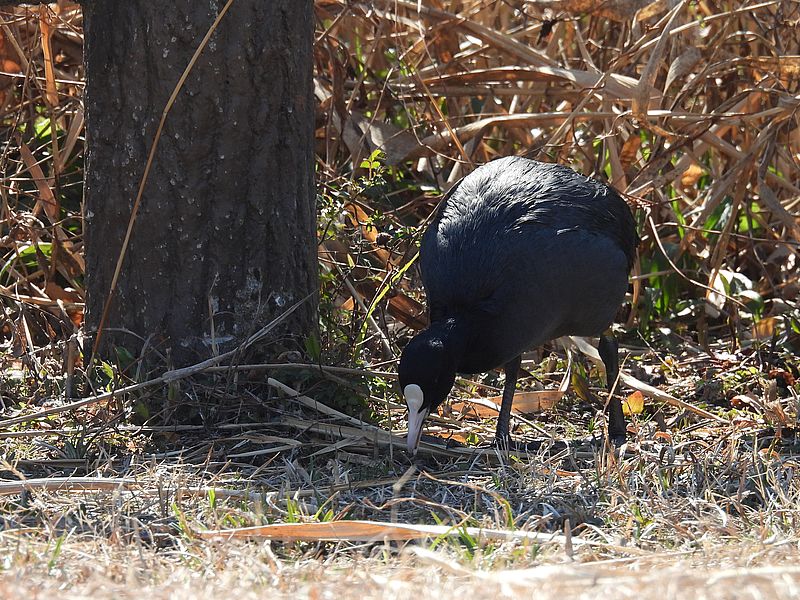 オオバンちゃん