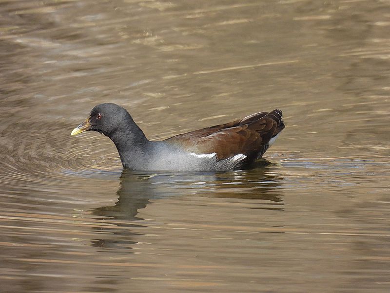 バンの若ちゃん