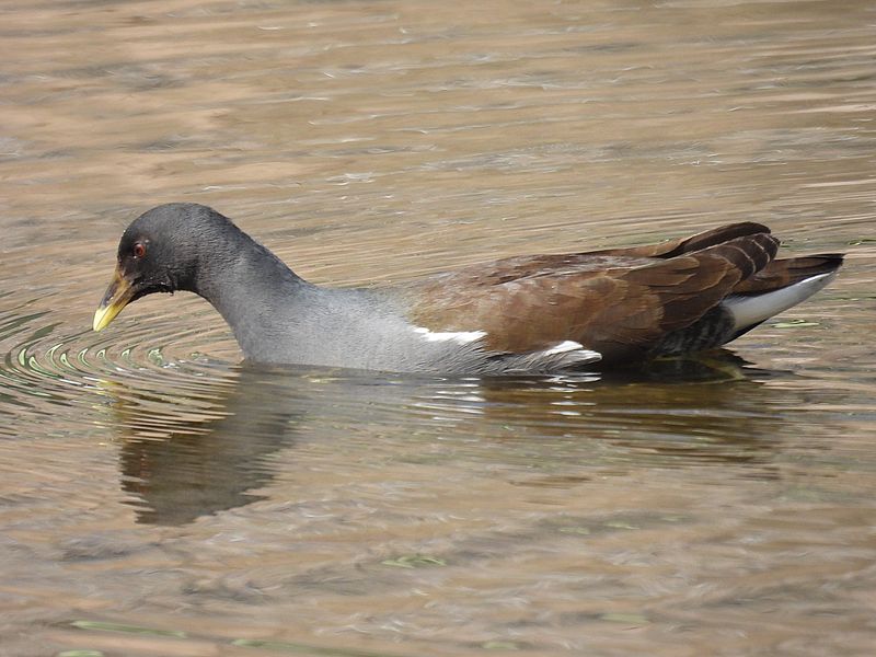 バンの若ちゃん
