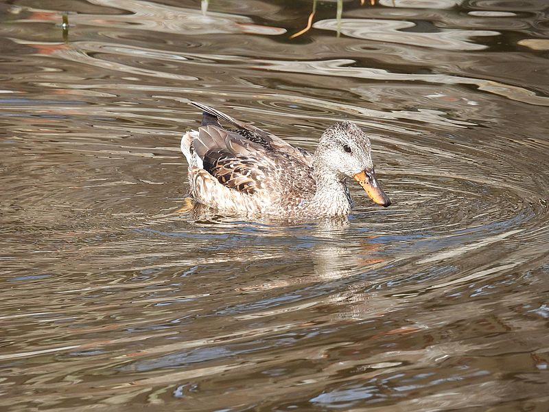 オカヨシ子ちゃん