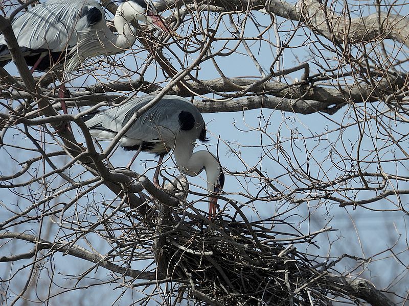 アオサギ先生たち