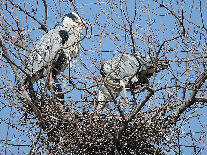 アオサギ先生たち
