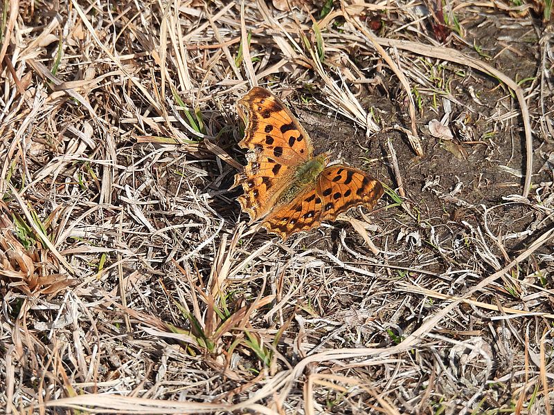 キタテハちゃん