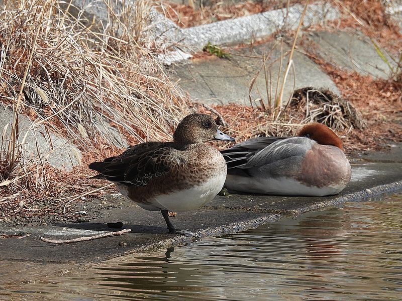 ぴゆちゃんご夫妻