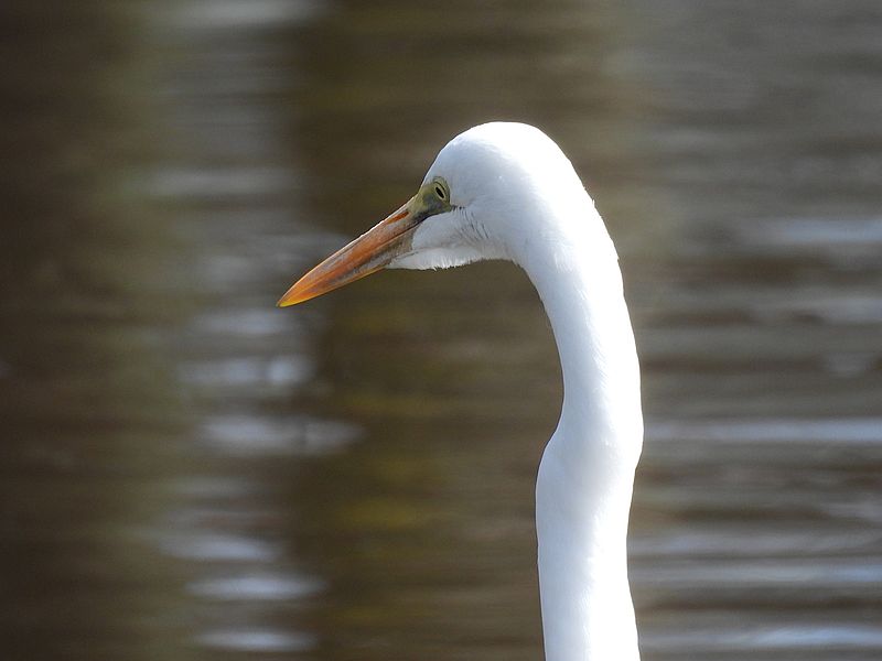 ダイサギちゃん