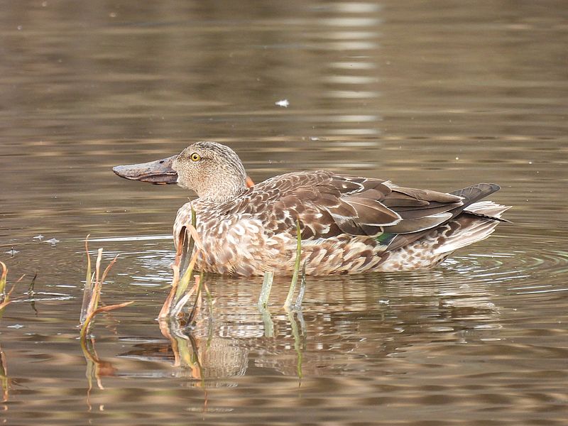 ハシビロ子ちゃん