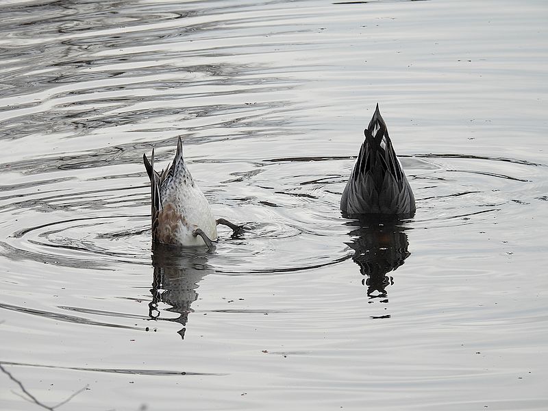 ぴゆちゃんご夫妻