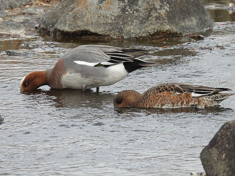 ぴゆちゃんご夫妻