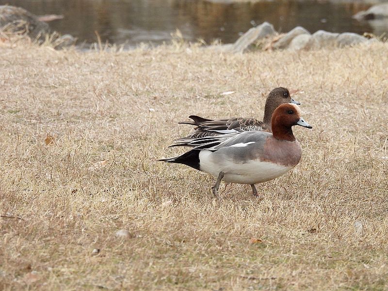 ぴゆちゃんご夫妻