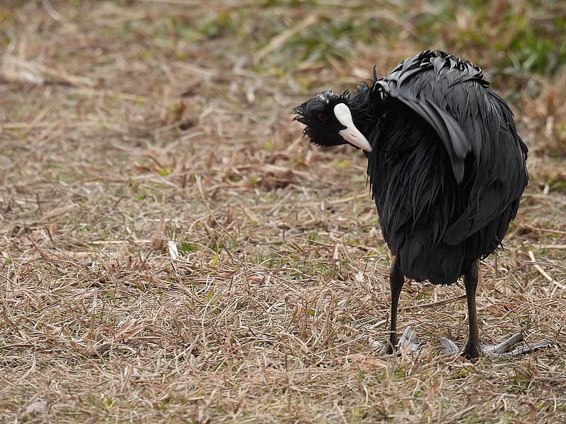 オオバンちゃん