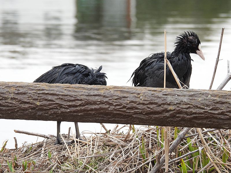 オオバンちゃん
