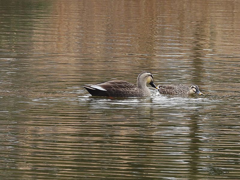 カルガモちゃんご夫妻