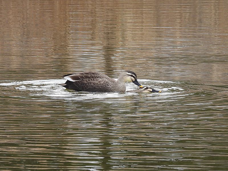 カルガモちゃんご夫妻