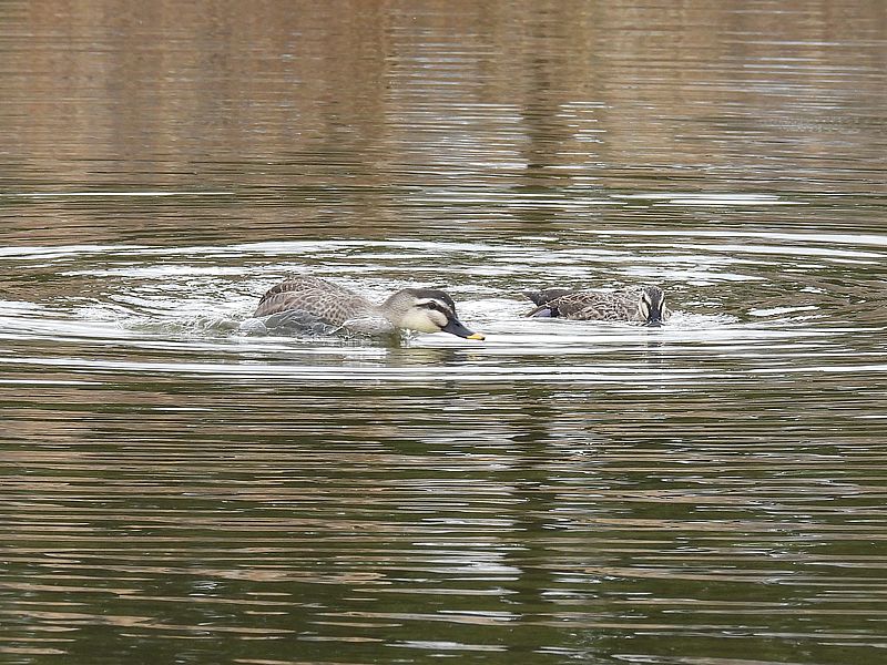 カルガモちゃんご夫妻