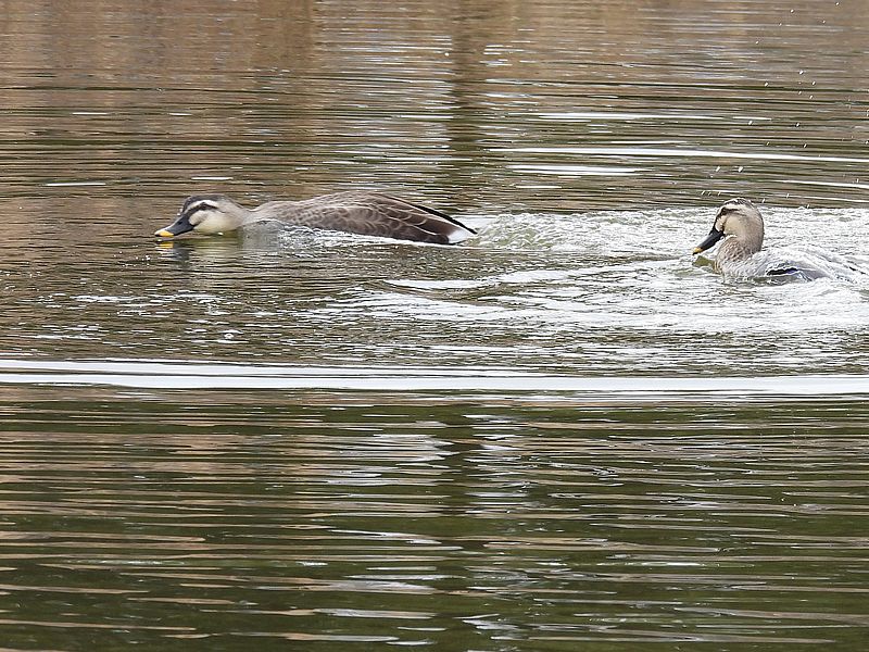 カルガモちゃんご夫妻