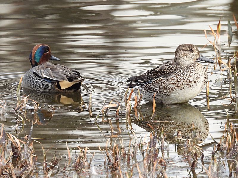 コガモちゃんご夫妻