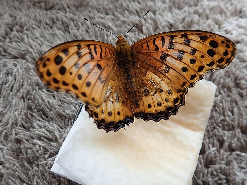 ツマグロちゃん