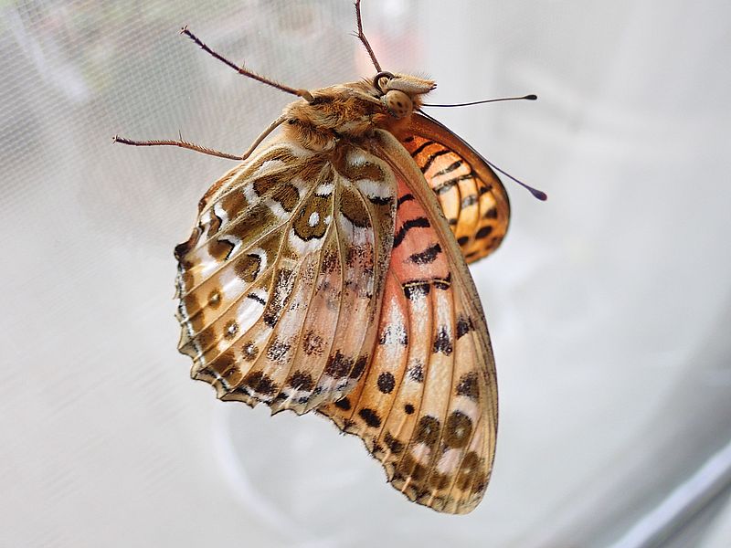 ツマグロちゃん