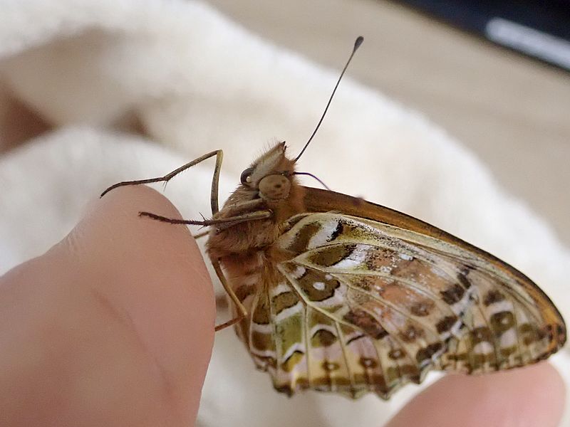 ツマグロちゃん