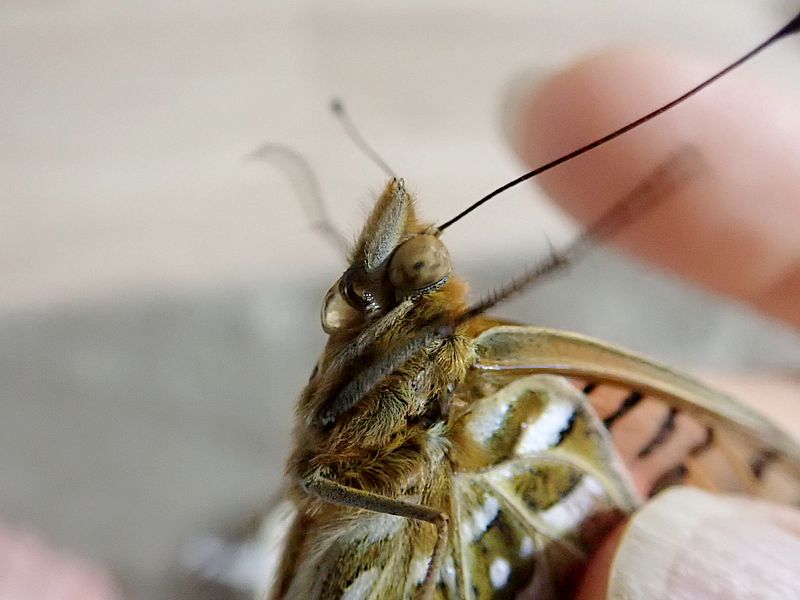 ツマグロちゃん