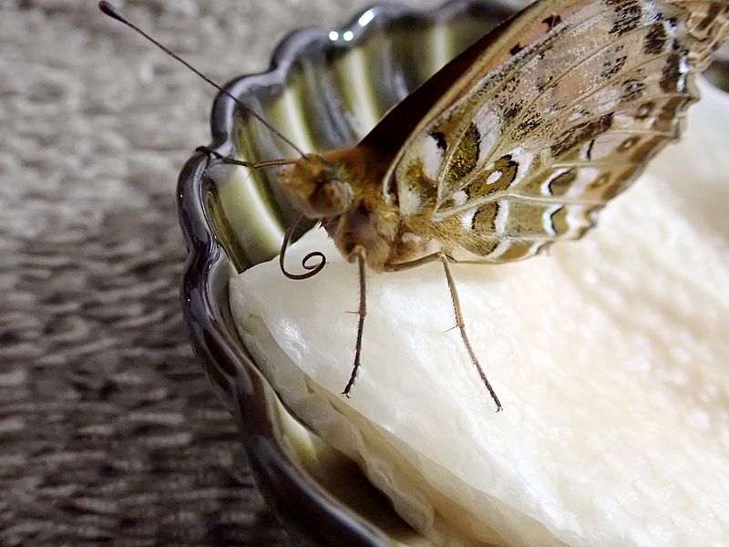 ツマグロちゃん