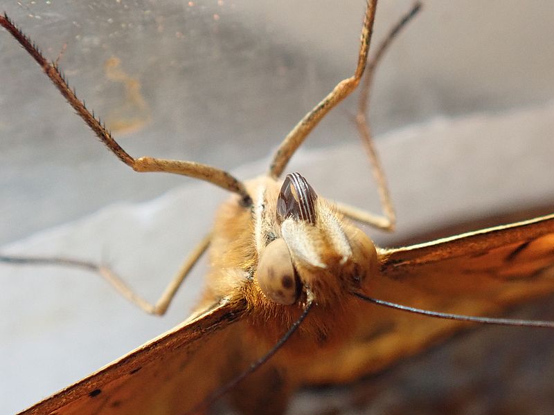 ツマグロちゃん