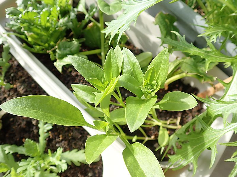 ほうれん草は種まきしてみた