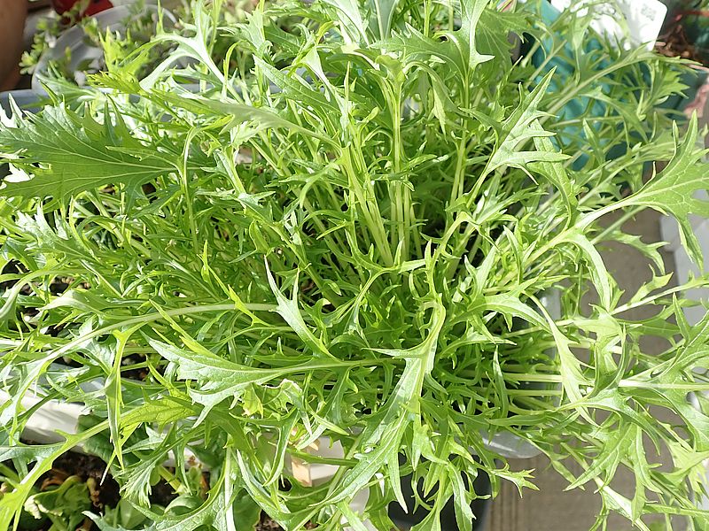 リボべジの水菜ちゃん。モンシロちゃんのご飯となる。