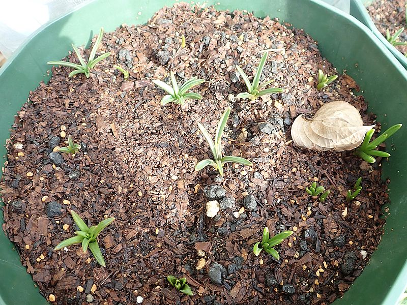 ムスカリちゃん