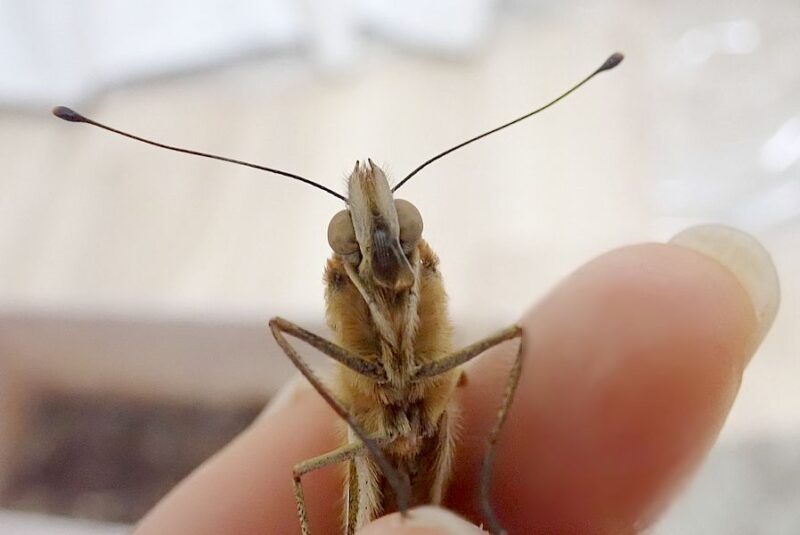 ツマグロちゃん