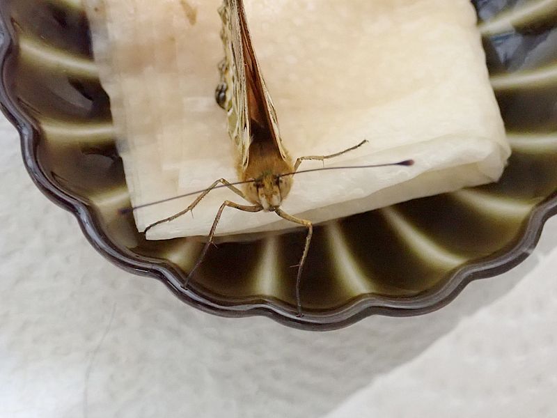 ツマグロちゃん