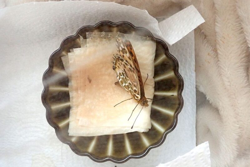 ツマグロちゃん