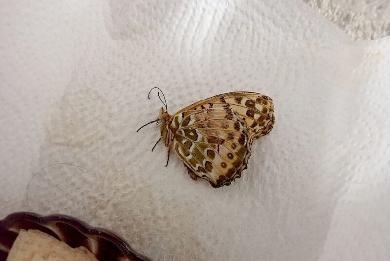 ツマグロちゃん