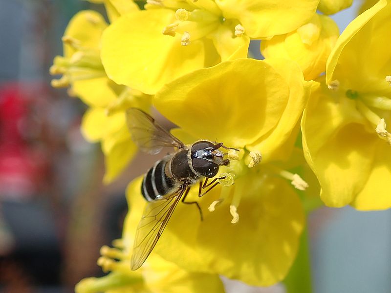 クロヒラタアブ先生