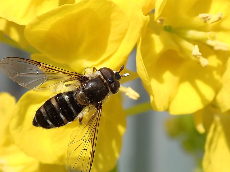 クロヒラタアブ先生